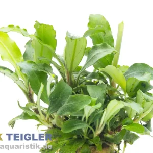Bucephalandra sp. "Wavy Green", im Topf Versand Am Gleichen Tag